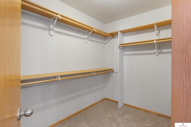 spacious closet featuring carpet