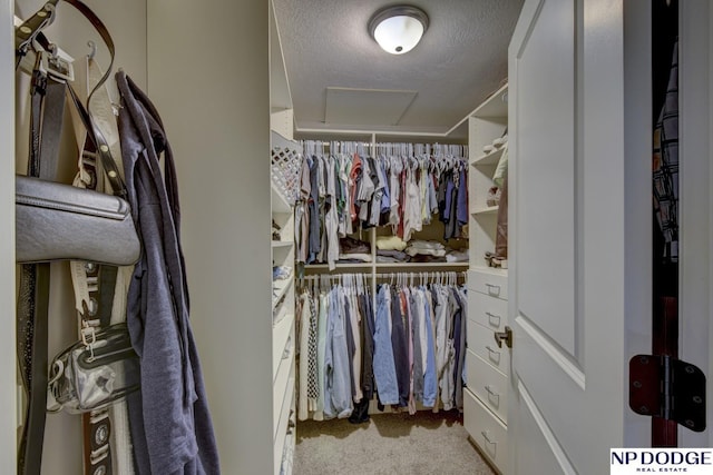 spacious closet featuring carpet