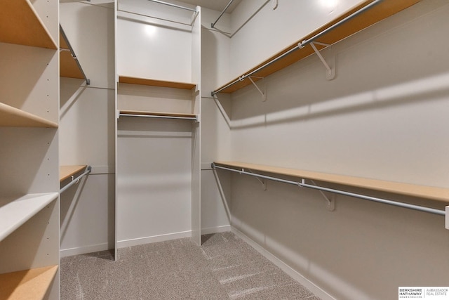 spacious closet featuring carpet floors
