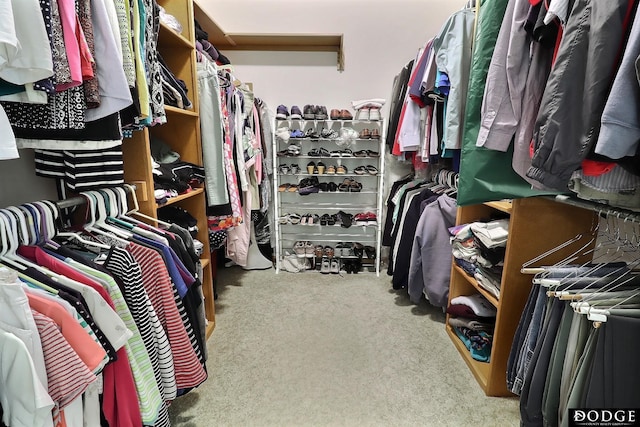 spacious closet featuring carpet