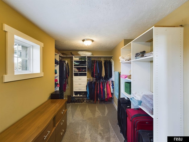 spacious closet featuring carpet flooring