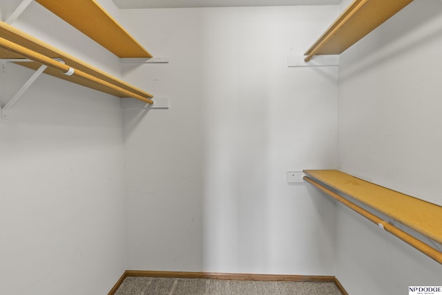 walk in closet with carpet flooring