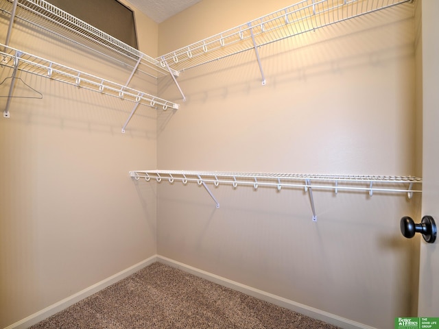 walk in closet with carpet flooring