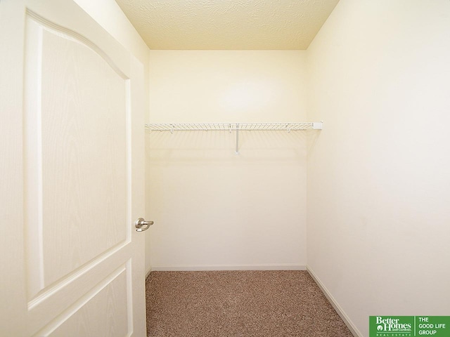 spacious closet featuring carpet floors