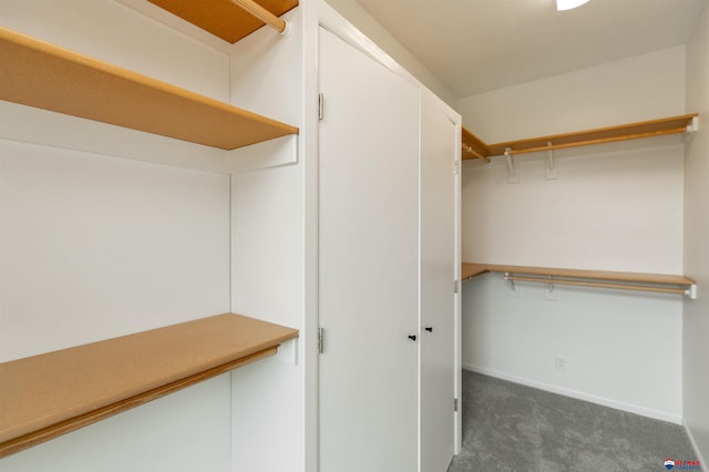 walk in closet featuring carpet flooring