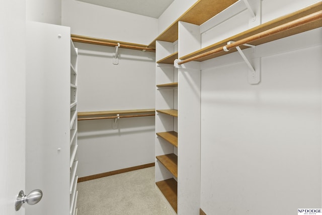 walk in closet featuring carpet floors
