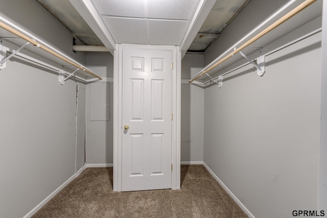 1524 Trumball Ter, Plattsmouth, NE 68048 - spacious closet with carpet and a paneled ceiling