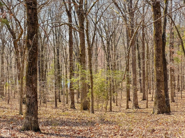 view of woods