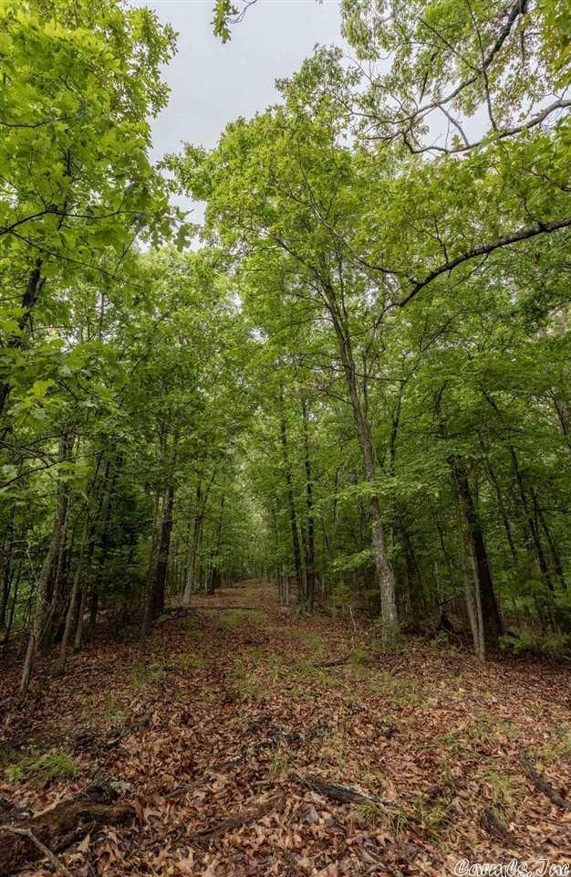 69 Jackson Rdg, Eureka Springs, AR 72631 - view of local wilderness