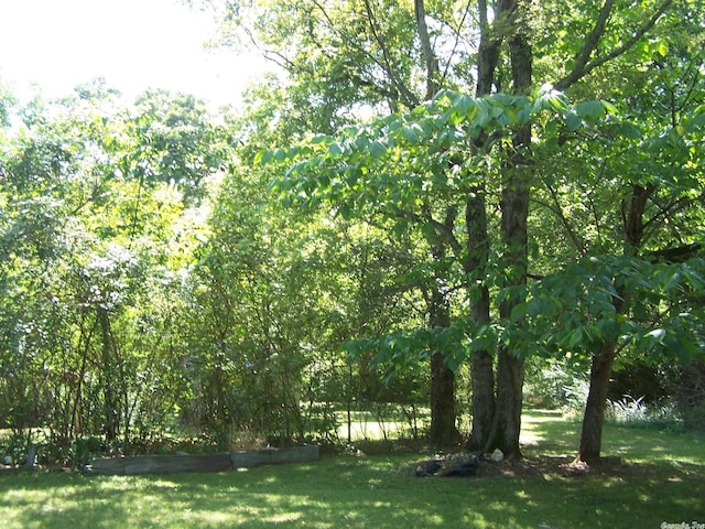 view of local wilderness