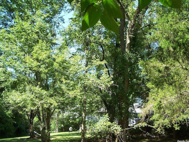 view of local wilderness