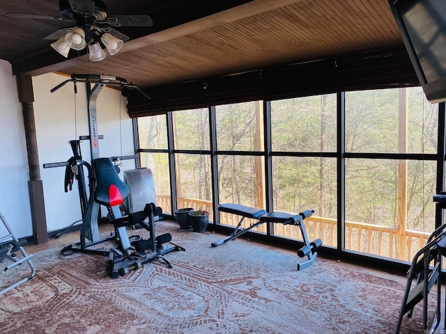 exercise room featuring ceiling fan, carpet, and wooden ceiling