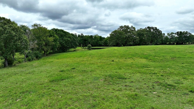 view of local wilderness