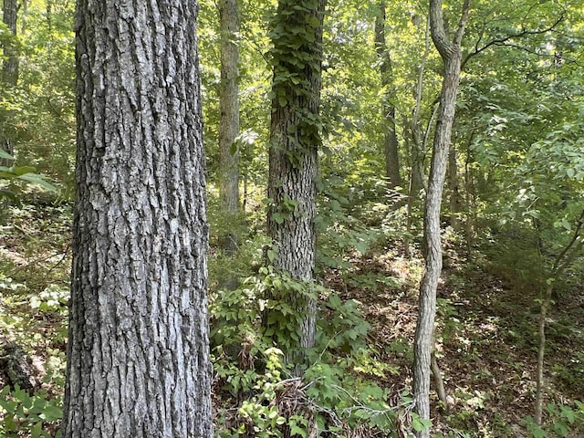 1717 Grassy Rd, Marshall, AR 72650 - view of local wilderness featuring a view of trees