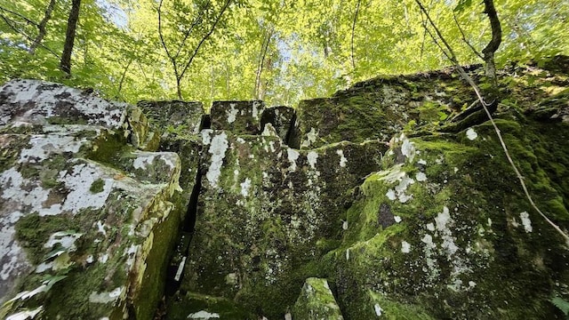 view of local wilderness