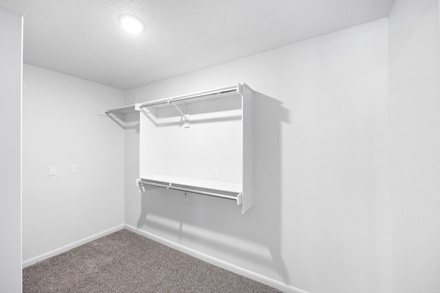 walk in closet with carpet floors