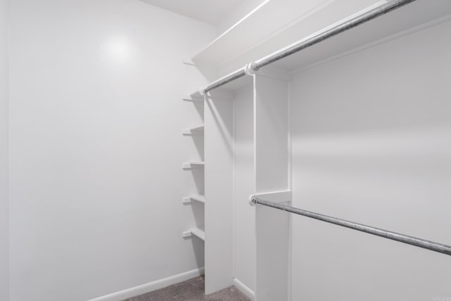 spacious closet featuring carpet floors