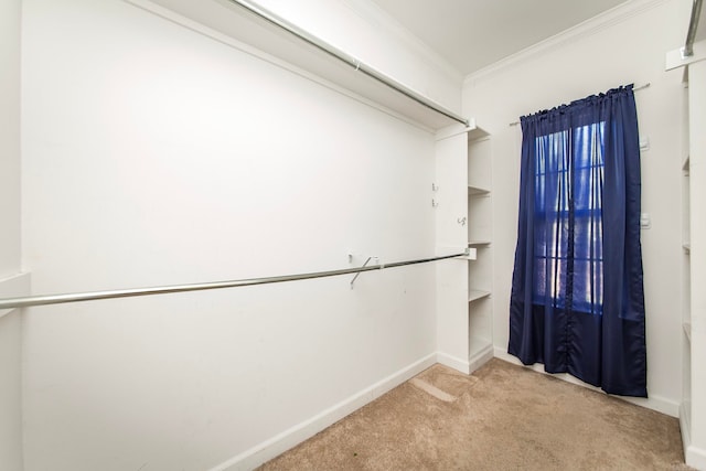 walk in closet with carpet flooring