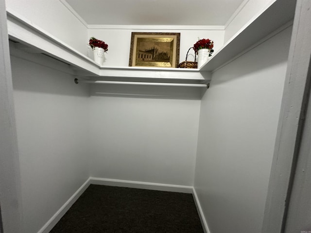 spacious closet featuring carpet flooring
