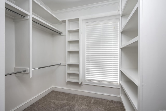 walk in closet with carpet flooring