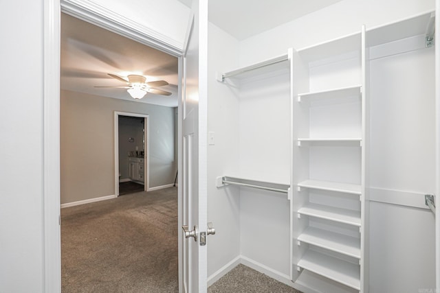 spacious closet featuring ceiling fan and dark colored carpet