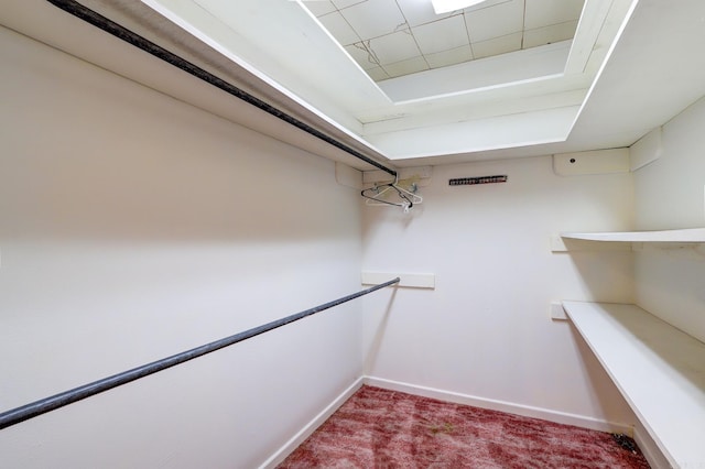 spacious closet featuring carpet floors