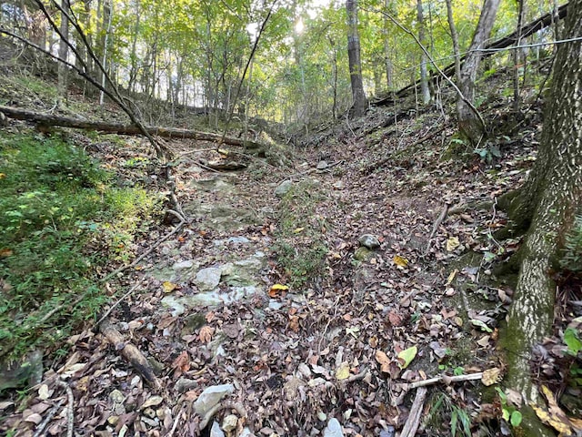 view of local wilderness