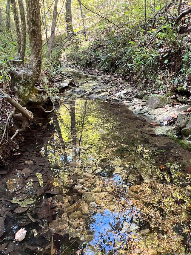 view of local wilderness