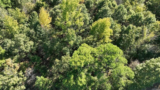 TBD Polk Rd Unit 257, Wickes, AR 71973