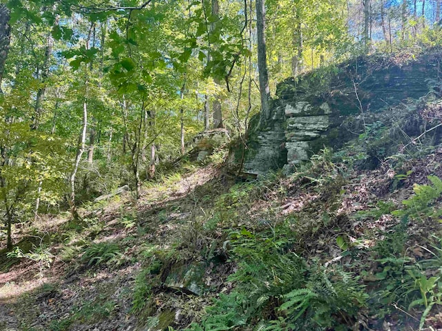 view of local wilderness