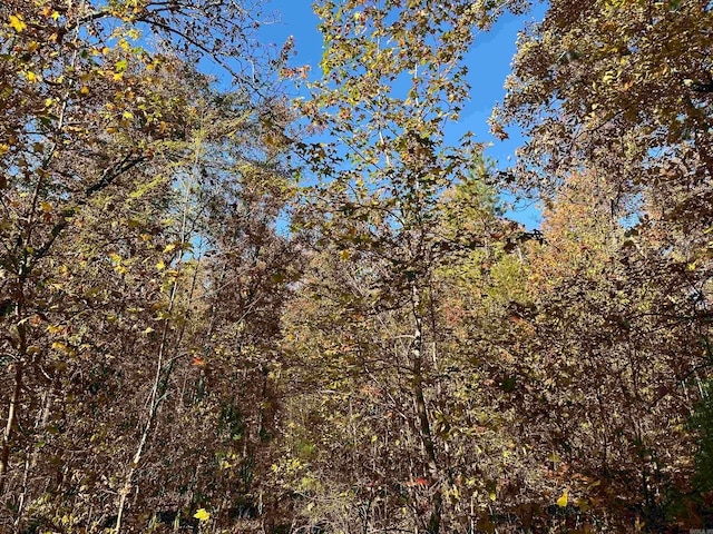 view of local wilderness