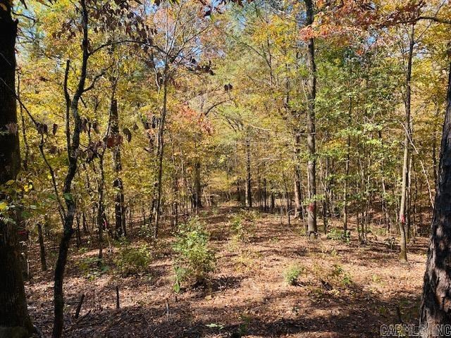 view of local wilderness