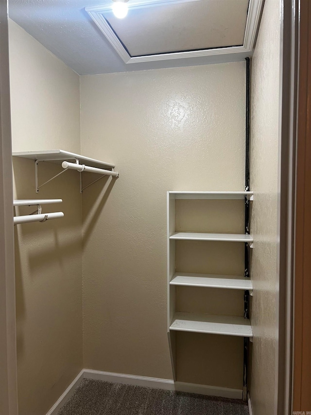 walk in closet with carpet flooring