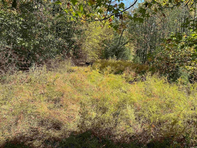 view of local wilderness