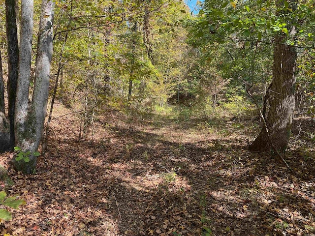 view of local wilderness