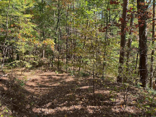 view of local wilderness
