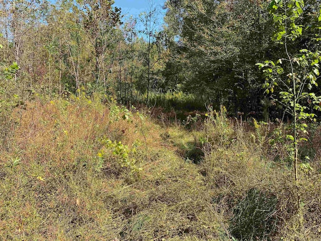 view of local wilderness