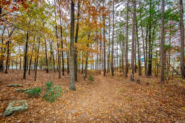 view of local wilderness