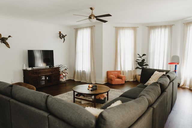 living room featuring ceiling fan, dark hardwood / wood-style floors, and ornamental molding