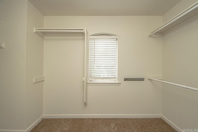 spacious closet featuring carpet