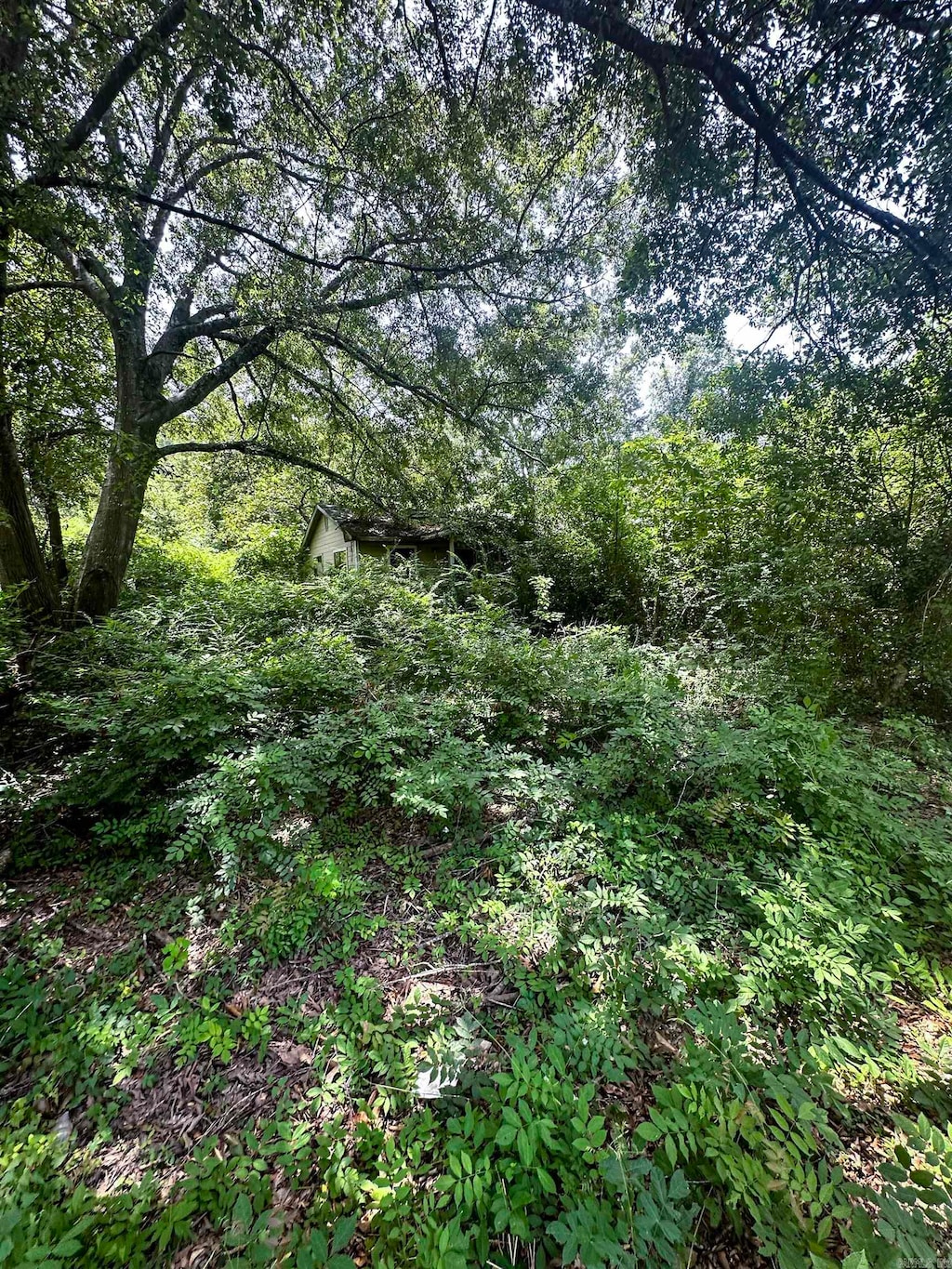 view of local wilderness