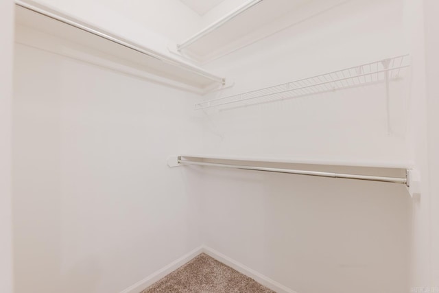 walk in closet featuring carpet flooring