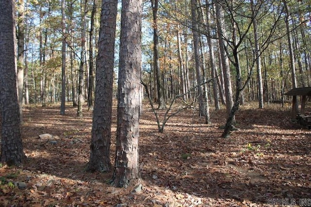 view of local wilderness