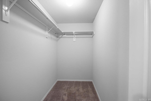 spacious closet featuring carpet