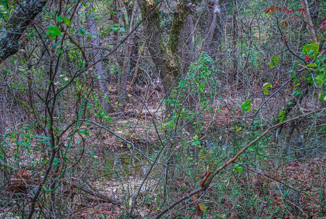 view of local wilderness