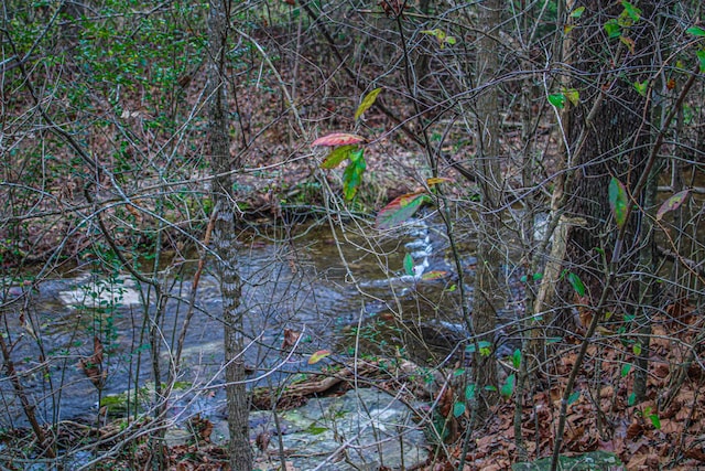 view of local wilderness