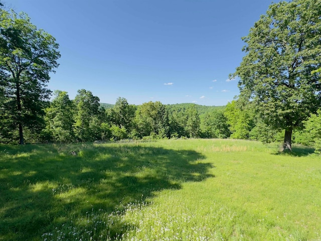 view of local wilderness