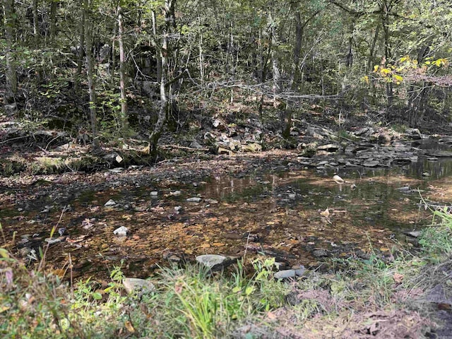 view of local wilderness