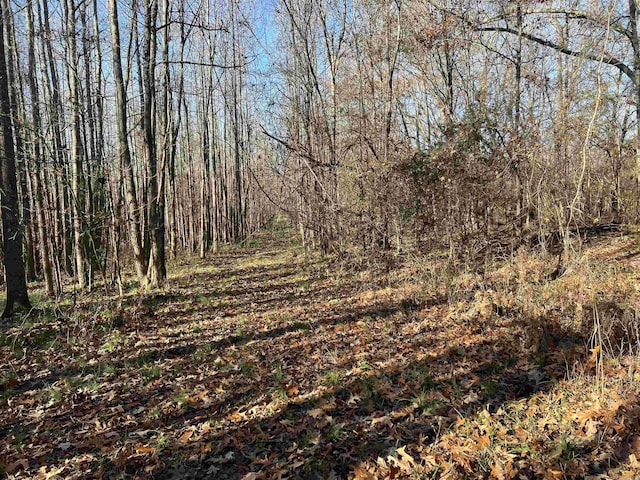 view of local wilderness