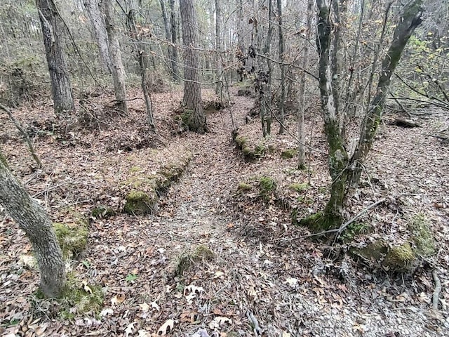 view of local wilderness